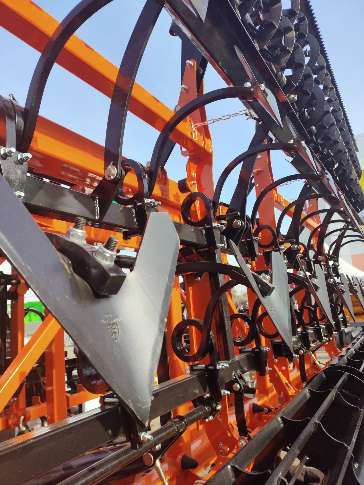 Беллота лапы